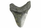 Fossil Megalodon Tooth - Feeding Damaged Tip #168130-1